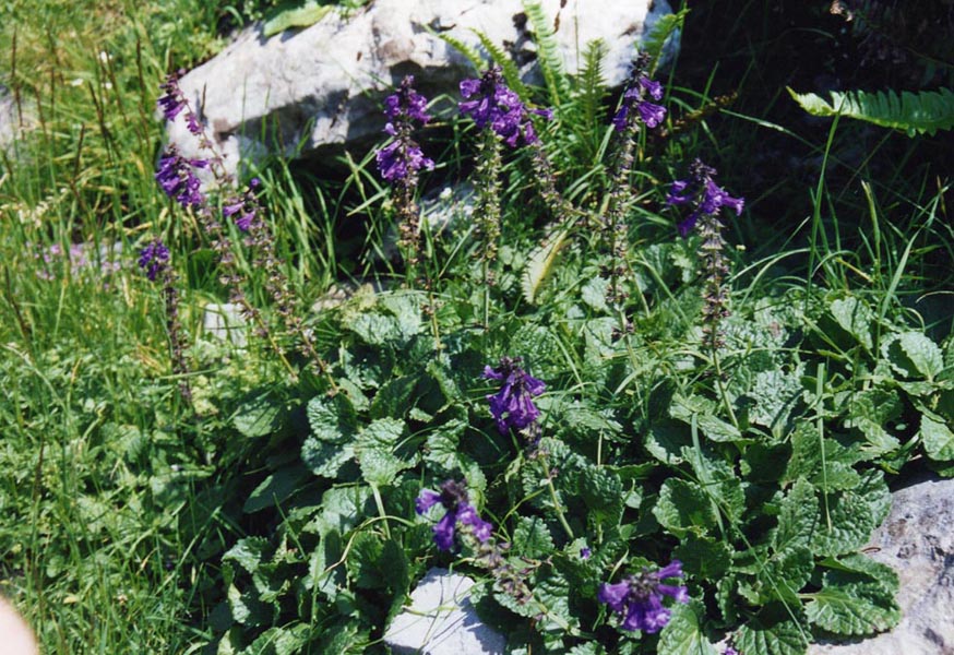 Horminum pyrenaicum en fleurs dans une pelouse alpine des Pyrénées